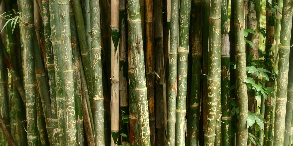 bamboo forest 