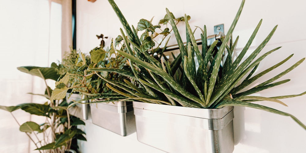 aloe vera plant