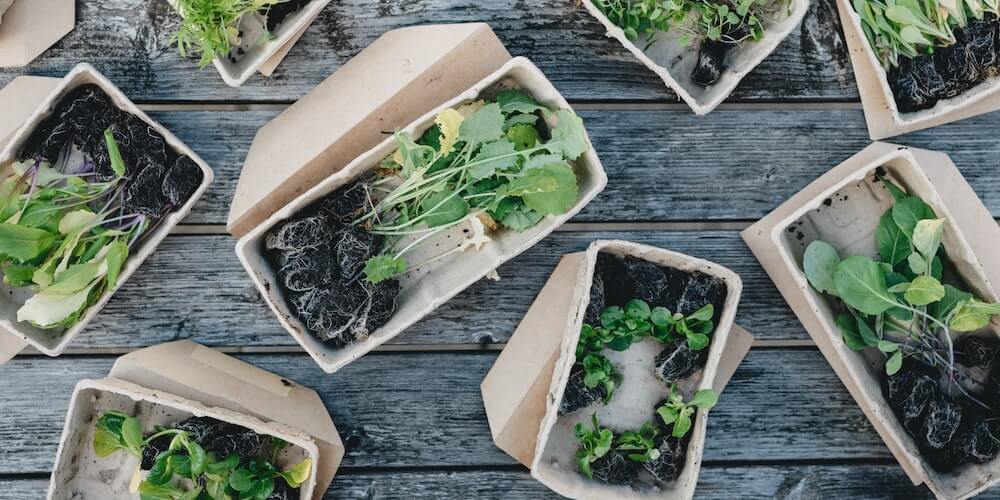 Biodegradable containers