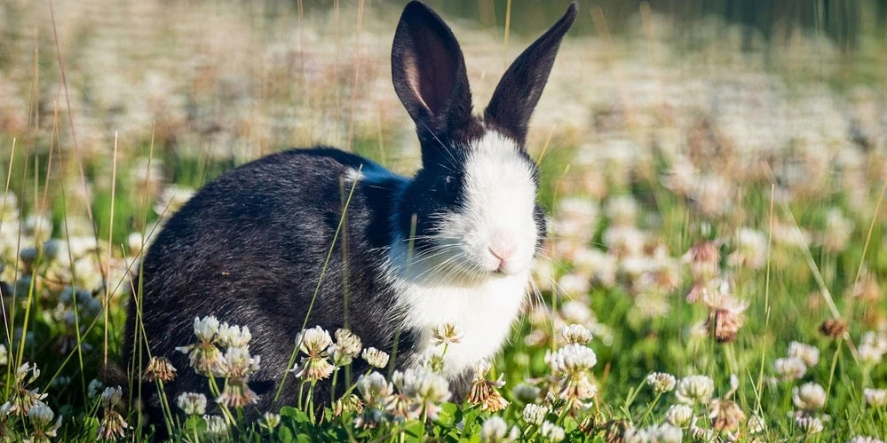A bunny rabbit in the field