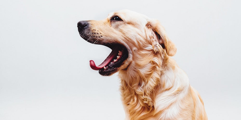 How Often Should You Brush Your Tongue?