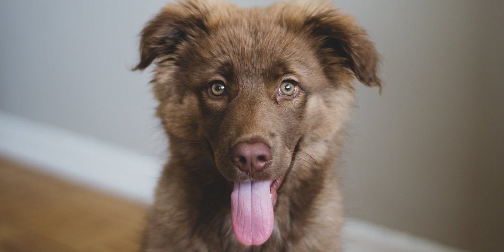 dog sticking tongue out