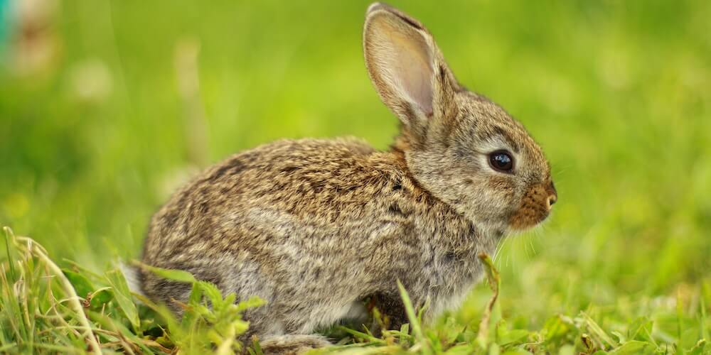 Bunny Rabbit in the Wild