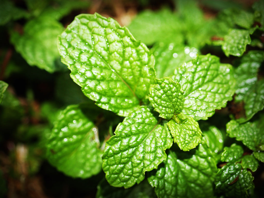 The Power of Peppermint in Oral Care: Beyond Fresh Breath