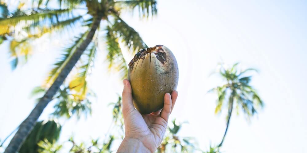 Coconut being held up