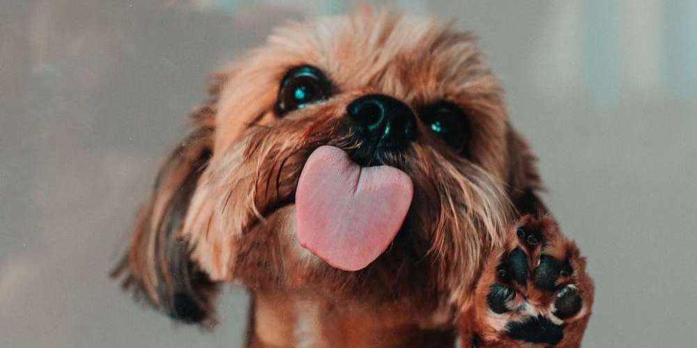 A dog with its tongue out